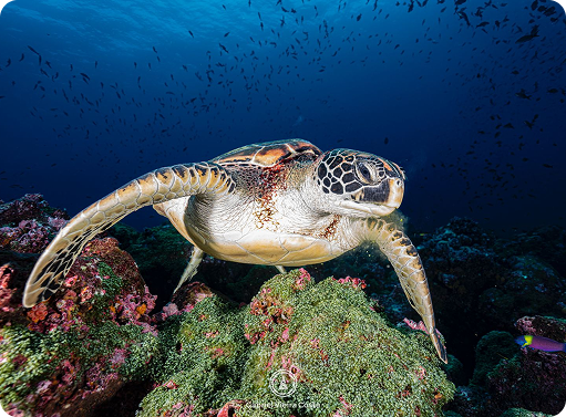 tartaruga